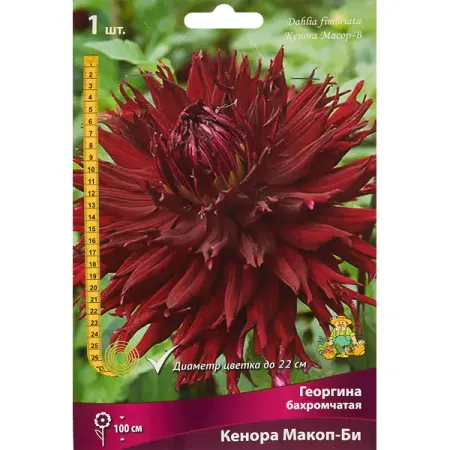 Георгина бахромчатая Кенора Макоп-Би
