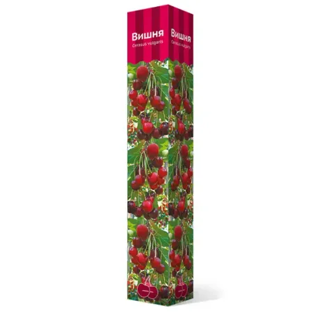 Вишня Шоколадница коробка h59 см pilot вишня в у перьевая ручка золотое перо