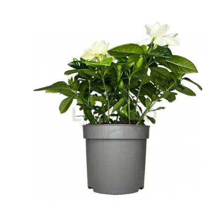 Гардения жасминовидная белая ø13 h25 см