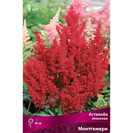 Астильба японская «Монтгомери», 1 шт.
