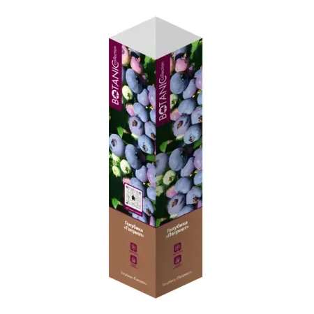 Голубика микс туба h20 см