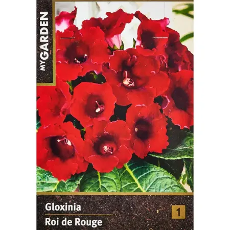 Глоксиния Рой Де Руж 40 мм