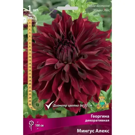 Георгина декоративная Мингус Алекс луковица I ная декоративная решетка для растений