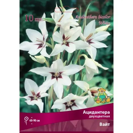 Ацидантера двухцветная Бордо Вайт луковица 6/8