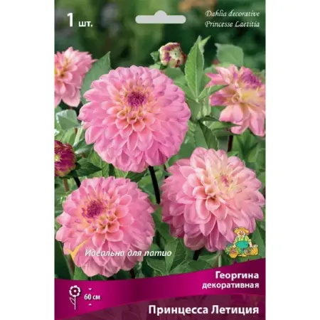 Георгина декоративная Принцесса Летиция акриловый топпер для торта принцесса королева