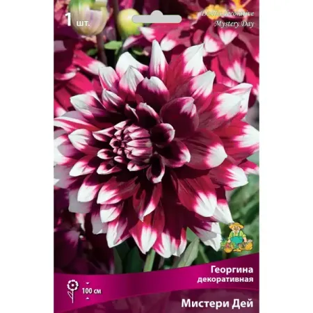Георгина декоративная Мистери Дей луковица I