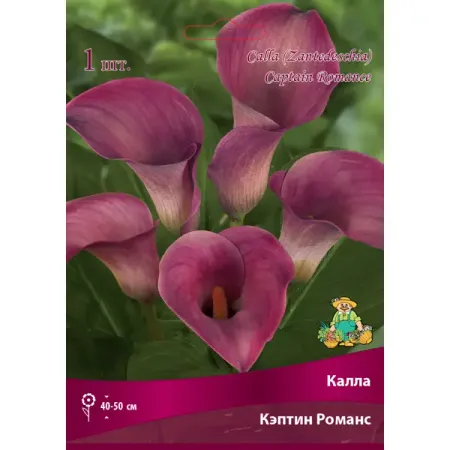 Калла Кэптин Романс 14/16, 1 шт