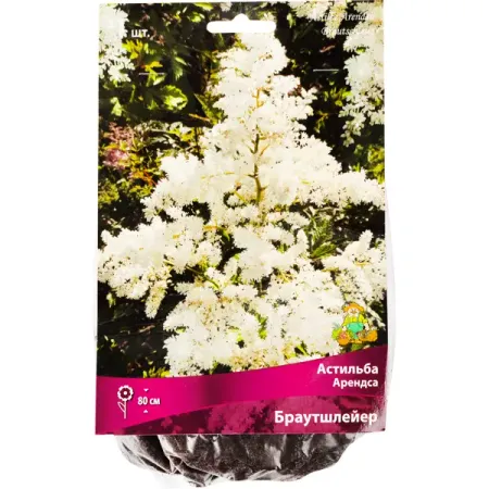 Астильба Арендса «Браутшлейер», 1 шт.
