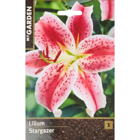 Лилия восточная Старгейзер