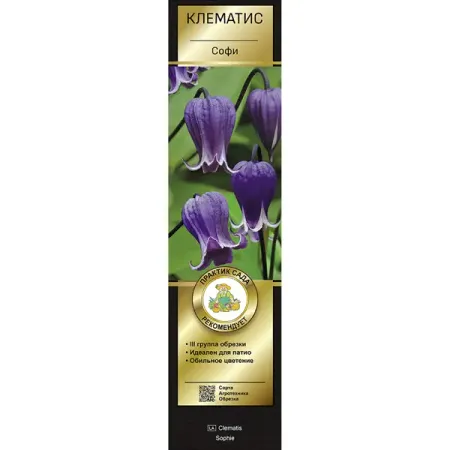 Клематис ботанический Софи h200 см