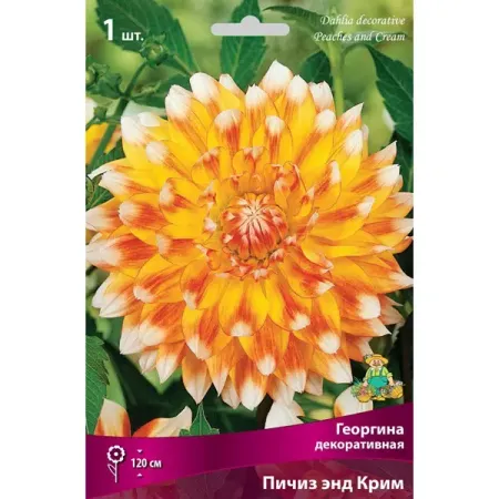Георгина декоративная Пичиз Энд Крим луковица I тюльпан махровый айс крим банана луковицы 11