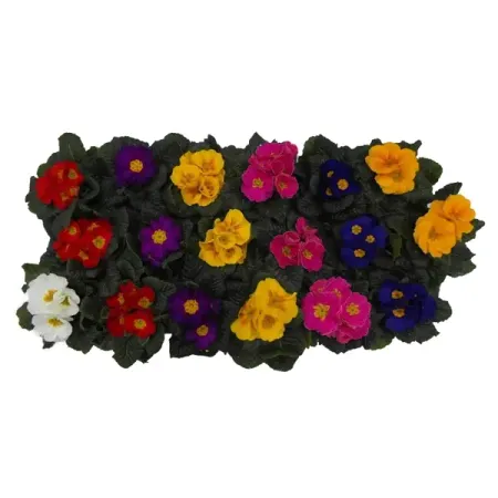 Примула acaulis Mix 10x15 см красные подарочные конверты на китайский новый год 2026 года 6 шт