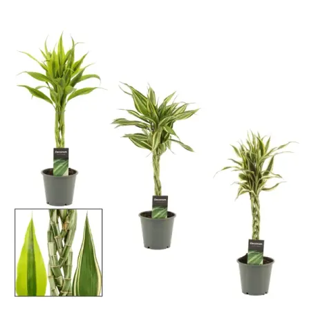 Драцена Сандериана микс ø12 h50 см