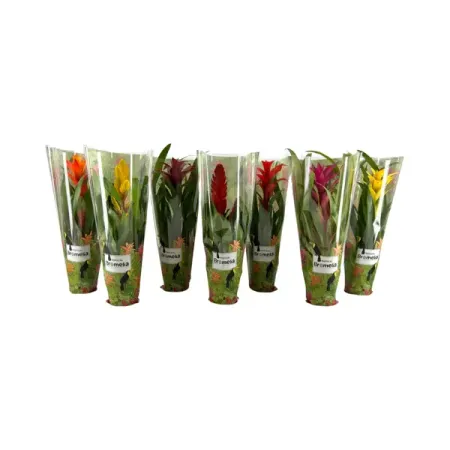 Бромелия Капкейк ø12 h45 см