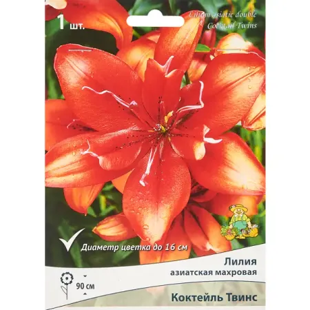 Лилия азиатская махров Коктейль Твинс