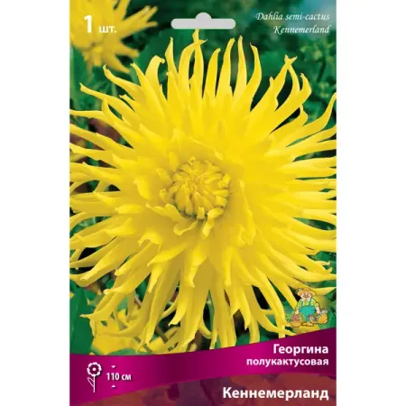 Георгины полукактусовые Кеннемерланд I, 1 шт