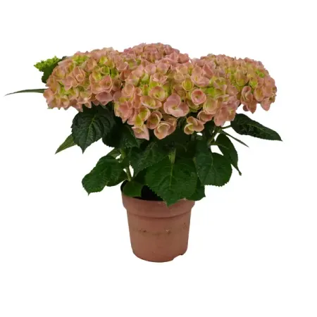 Гортензия 5 соцветий микс ø14 h40 см