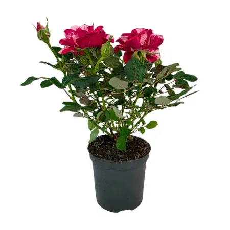 Роза Нолина микс ø7 h20 см