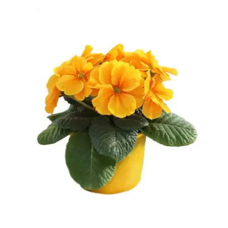 Примула ø10 h15 см бурлящий шар для ванны eo laboratorie примула и зеленый чай 220 г