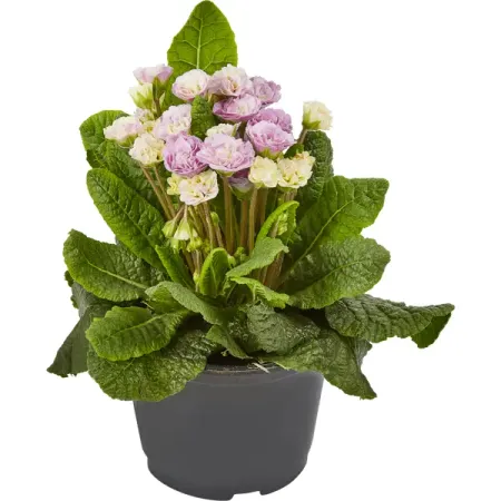 Рассада Примула Belarina ø13 h15 см бурлящий шар для ванны eo laboratorie примула и зеленый чай 220 г