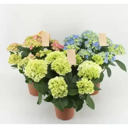 Гортензия микс ø14 h35 см
