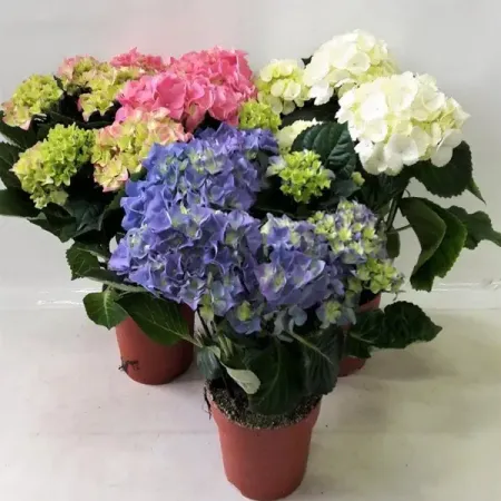 Гортензия микс ø15 h45 см