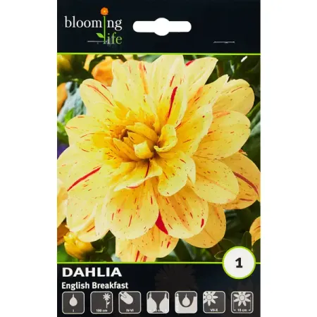 Георгина декоративная Инглиш Брекфаст 100 мм 10 20 30 50 шт ная одноразовая посуда высокое качество вилка нож ложка день рождения семейные товары для сбора оптовая продажа