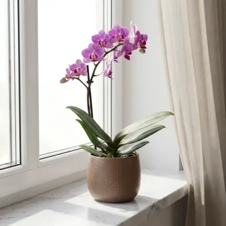 Фаленопсис Мини микс ø9 h35 см орхидея фаленопсис микс 1 стебель ø12 h50 см