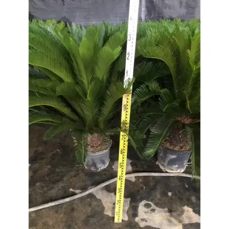 Саговник ø35 h110 см нолина бокарнея ø27 h110 120 см