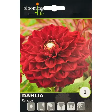 Георгина декоративная Корасон