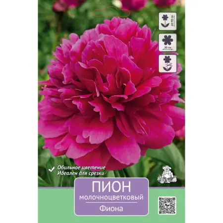 Пион молочноцветковый травянистый Фиона