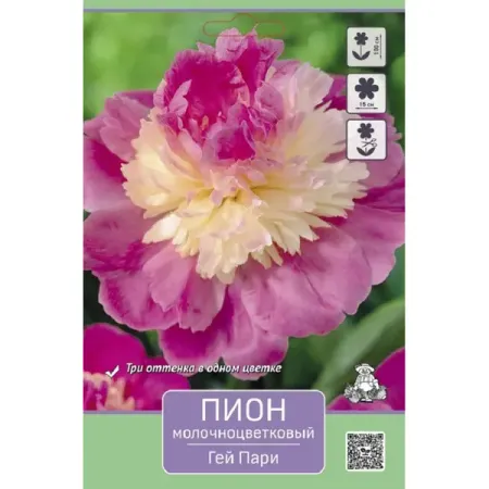 Пион молочноцветковый травянистый Гей Пари