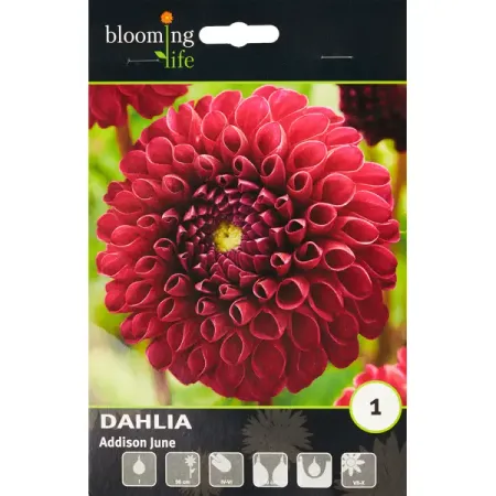 Георгина шаровидная Эддисон Джун зеленые пластиковые опоры для растений 11 мм