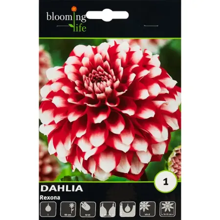 Георгина шаровидная Рексона 100 мм