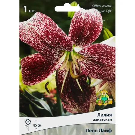Лилия азиатская Пепл Лайф, луковицы растений тюльпан пепл принц 10 11 2шт