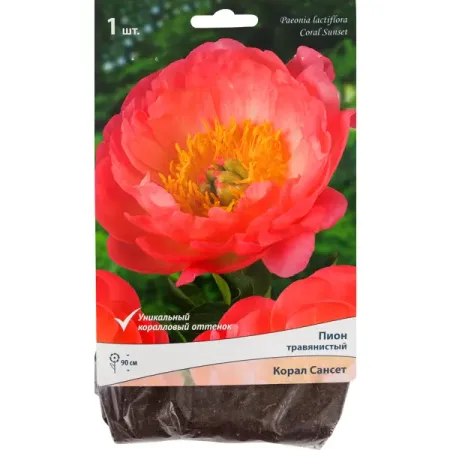 Пионы травянистые «Корал Сансет», 1 шт.