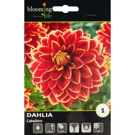 Георгина декоративная Кабальеро