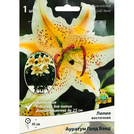 Лилия восточная Ауратум Голд Бэнд,