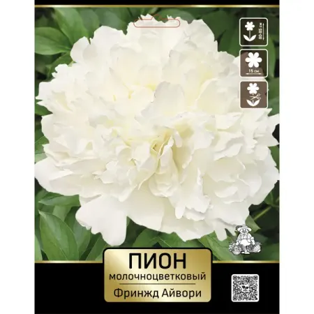 Пион молочноцветковый травянистый Фриндж Айвори