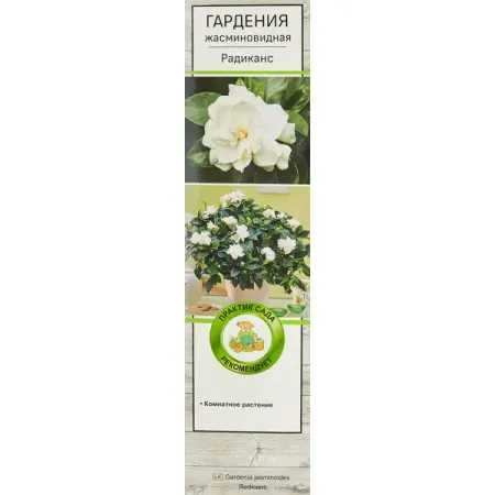 Гардения жасминовидная комнатная Радиканс ø5 h35 см рождественские украшения из акрила снежинки 18 штук