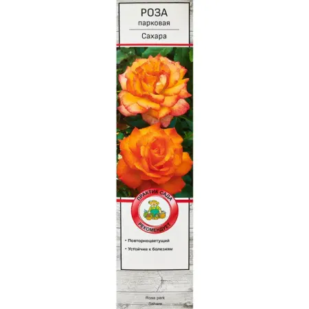 Роза парковая Сахара ø5 h35 см сорбит заменитель сахара порошок 500 гр