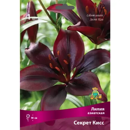 Лилии азиатские Секрет Кисс луковица 16/18 лилии азиатские блэк аут   луковицы 14 16 1 шт