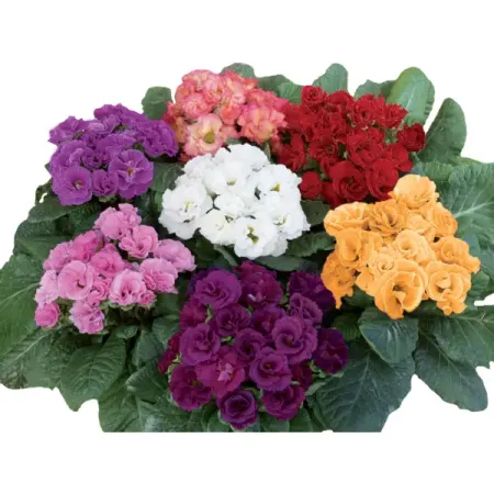 Примула махровая микс ø10.5 h16 см бурлящий шар для ванны eo laboratorie примула и зеленый чай 220 г