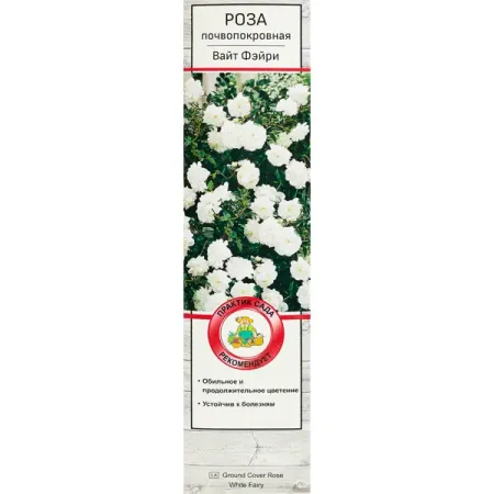 Роза почвопокровная Вайт Фэйри ø5 h35 см
