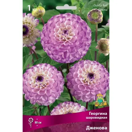 Георгина шаровидная Дженова луковица I cyzq рождественские шары 6 шт 6 см