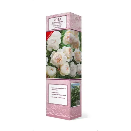 Роза английская парковая Воллертон Олд Холл ø5 h37 см nanjing fardriver nd72450 48 в 72 в холл dc 200 а фаза 450 а контроллер двигателя bldc