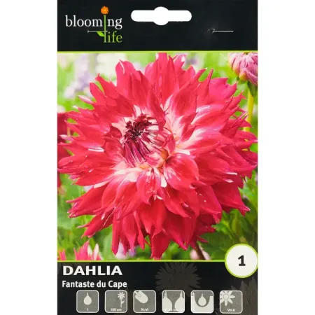 Георгина бахромчатая Фантасте Дю Кап