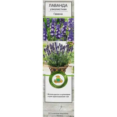 Лаванда узколистная Гавана h100 см