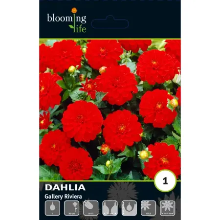 Георгина бордюрная Геллери Ривьера луковицы I