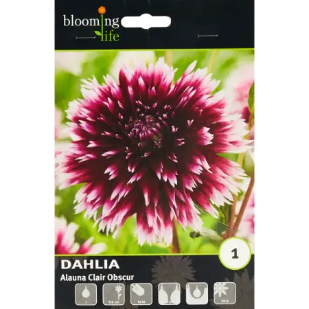 Георгина бахромчатая Алауна Клер Обскур cyzq рождественские шары 6 шт 6 см